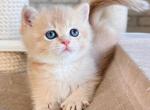 Asya - British Shorthair Kitten For Sale - Brooklyn, NY, US