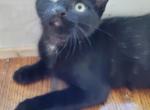 Mercury - Turkish Angora Kitten For Sale - 