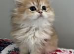 British Longhair Golden Chinchilla - British Shorthair Kitten For Sale - 