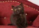 Anthony - British Shorthair Kitten For Sale - 