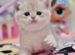 Vladis - British Shorthair Kitten For Sale - Brooklyn, NY, US