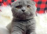 Boston - Scottish Fold Kitten For Sale - Brooklyn, NY, US