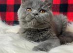 Barón - British Shorthair Kitten For Sale - Brooklyn, NY, US