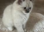 Bella 4 - Ragdoll Kitten For Sale - 