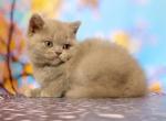 Bourbon - British Shorthair Kitten For Sale - Brooklyn, NY, US