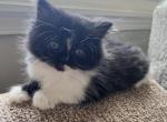 Ragdoll Mix Tuxedo - Ragdoll Kitten For Sale - Gurnee, IL, US