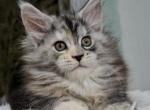 Zhasmin - Maine Coon Kitten For Sale - Brooklyn, NY, US