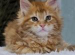 Yason - Maine Coon Kitten For Sale - Brooklyn, NY, US