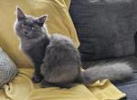 Prince - Siberian Kitten For Sale - 