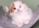 Naum - Scottish Fold Kitten For Sale - Brooklyn, NY, US