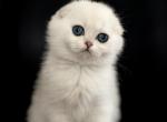 Margo - Scottish Fold Kitten For Sale - Buffalo Grove, IL, US