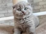 Oliver - Scottish Fold Kitten For Sale - Brooklyn, NY, US