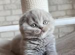 Billy - Scottish Fold Kitten For Sale - Brooklyn, NY, US