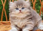 Kuzya - British Shorthair Kitten For Sale - Brooklyn, NY, US