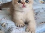 Caesar - British Shorthair Kitten For Sale - Brooklyn, NY, US