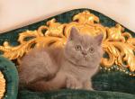 William - British Shorthair Kitten For Sale - 