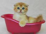 Ironman - Scottish Fold Kitten For Sale - Brooklyn, NY, US