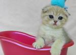 Jasmine - Scottish Fold Kitten For Sale - Brooklyn, NY, US