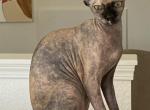 Kalanas Litter - Sphynx Kitten For Sale - 