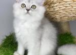 Sofia Queen - Scottish Straight Kitten For Sale - 