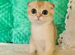 Jonic - Scottish Fold Kitten For Sale - Brooklyn, NY, US