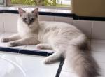 Ragdoll Kitten Pearl - Ragdoll Kitten For Sale - Del Mar, CA, US