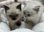 Pointed Ragdolls - Ragdoll Kitten For Sale - Gurnee, IL, US