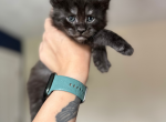 The Dire Wolves - Maine Coon Kitten For Sale - Virginia Beach, VA, US