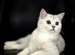 Lunaa - Scottish Straight Kitten For Sale - Buffalo Grove, IL, US