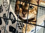 BOKI - Bengal Cat For Sale - Brooklyn Park, MN, US