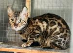 BOBA - Bengal Cat For Sale - Brooklyn Park, MN, US