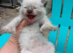 LYNX KITTENS - Exotic Kitten For Sale - 