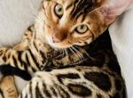 MISO - Bengal Cat For Sale - 