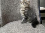 Boy Siberian Purebred Spotted Tabby - Siberian Kitten For Sale - Old Bridge, NJ, US