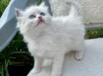 Daisy ready October 2 - Ragdoll Kitten For Sale - Mount Joy, PA, US