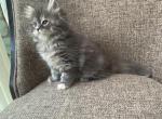 Girl Siberian Purebred Blue Silver Torbie - Siberian Kitten For Sale - Old Bridge, NJ, US