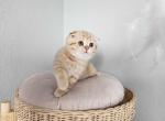 Odarka - Scottish Fold Kitten For Sale - 