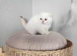 Ocean - Scottish Fold Kitten For Sale - 