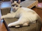 Venus - Snowshoe Kitten For Sale - 