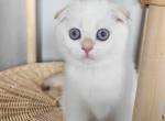 Orchid - Scottish Fold Kitten For Sale - 