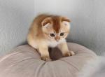 Ozzy - Scottish Fold Kitten For Sale - 