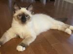 Harley - Ragdoll Cat For Sale - 