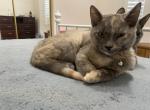 Chun Li - Domestic Kitten For Adoption - Victorville, CA, US