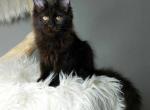 Black Lily - Maine Coon Kitten For Sale - West Terre Haute, IN, US