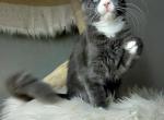 Light Breeze - Maine Coon Kitten For Sale - West Terre Haute, IN, US