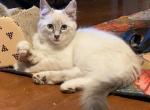 Marshmallow - Ragdoll Kitten For Sale - 