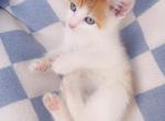 Sweet pea - Domestic Kitten For Sale - Vancouver, WA, US