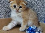 Scottish fold boy - Scottish Fold Kitten For Sale - 