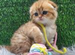 Scottish fold baby - Scottish Fold Kitten For Sale - 