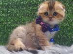 Cloudy - Scottish Fold Kitten For Sale - Gulf Breeze, FL, US